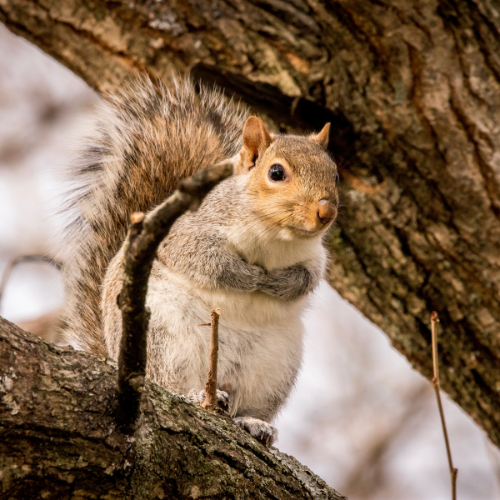 How To Get Rid Of Squirrels In An Attic? - Area Pest Control Services UK