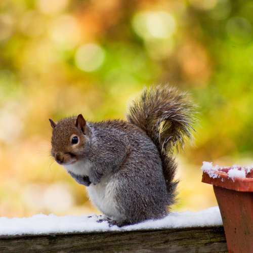 How To Get Rid Of Squirrels In An Attic? - Area Pest Control Services UK