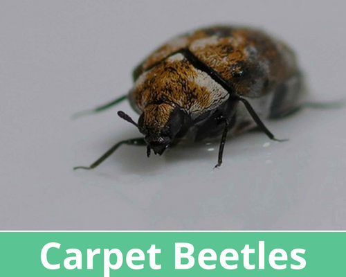 Carpet Beetles Pest Control
