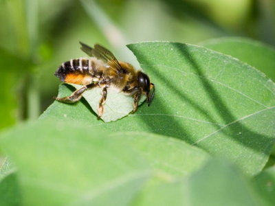 A leaf cutting bee in the process of cutting a leaf