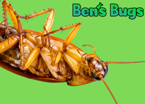 Bens Bugs blogo post thumbnail - cockroach