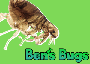flea blog thumbnail