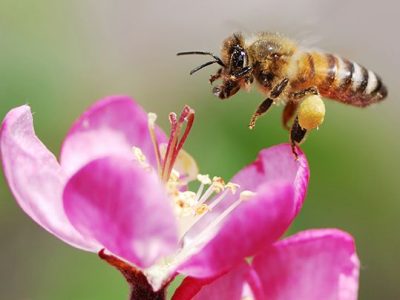 Honeybee lands on a flower